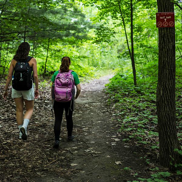 Hiking in the North Woods 